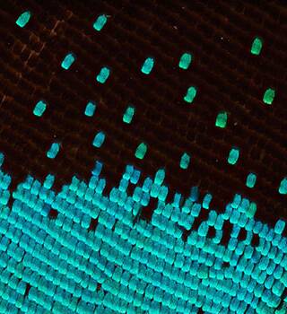 Papilio butterfly wing