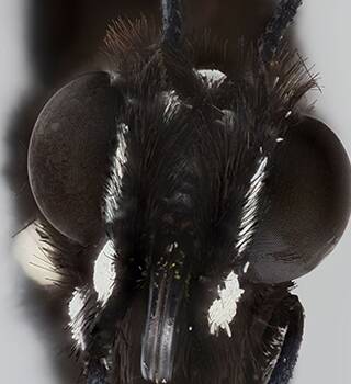 Monarch head